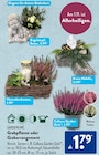 Engelstopf von GARDENLINE für 1,79 € bei ALDI SÜD im Angebot Engelstopf von GARDENLINE im aktuellen ALDI SÜD Prospekt
