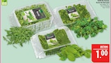 Aktuelle Rucola Angebote bei Marktkauf in Leipzig Aktuelles Rucola Angebot bei Marktkauf in Leipzig ab 1,00 €