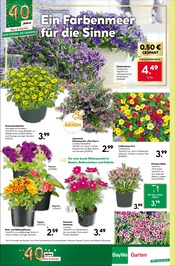 Stauden im BayWa Bau- und Gartenmärkte Prospekt in Kirchheim Aktueller BayWa Bau- und Gartenmärkte Prospekt mit Stauden, "Kräftige Farbenpracht", Seite 8