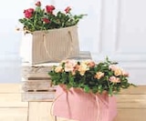 3 ROSIERS en promo chez U Express 3 ROSIERS dans le catalogue U Express