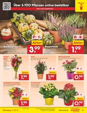 Aktueller Netto Marken-Discount Prospekt mit Blumen, "Aktuelle Angebote", Seite 9