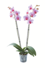 toom Baumarkt Eltville - Schmetterlingsorchidee Angebot im Prospekt Schmetterlingsorchidee bei toom Baumarkt im Eltville Prospekt für 8,99 €