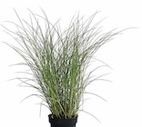 Gräser im Dehner Garten-Center Prospekt Chinaschilf 'Gracillimus' im aktuellen Dehner Garten-Center Prospekt für 9,99 €