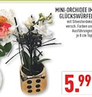 Mini-Orchidee im Glückswürfel Angebote bei Marktkauf Essen für 5,99 €