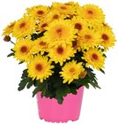 Chrysantheme 'Suntaste' Angebote bei REWE Köln für 3,49 €