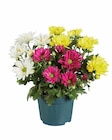Chrysanthemen Trio Angebot in Eggenthal Chrysanthemen Trio im aktuellen Prospekt bei Lidl in Eggenthal