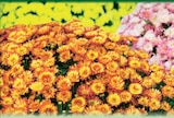 Chrysanthème en promo chez Norma Thionville à 2,79 €
