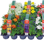 Blühende Beet- und Balkonpflanzen Angebote bei Hornbach Waiblingen für 4,99 €