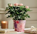 Promo Rosier pot 13 cm dans un cache pot à 7,99 € dans le catalogue Intermarché Contact à Néris-les-Bains