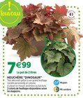 Jardineries du terroir Dole - Promo Heuchère "Dinosaur" Promo Heuchère "Dinosaur" à 7,99 € dans le catalogue Jardineries du terroir à Dole