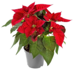 Kaufland Lübbecke - Weihnachtsstern Angebot im Prospekt Weihnachtsstern bei Kaufland im Lübbecke Prospekt für 3,99 €