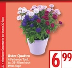 Aster Quattro bei EDEKA im Borgsdorf Prospekt für 6,99 €