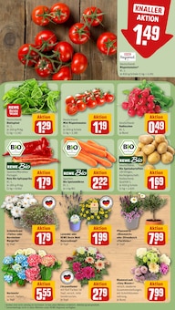 Pflanzen im aktuellen REWE Prospekt (Leipzig) Pflanzen im REWE Prospekt "Dein Markt" mit 33 Seiten (Leipzig)