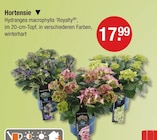 Hortensie im aktuellen V-Markt Prospekt