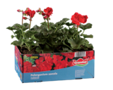 Geranien stehend/hängend/Fuchsien im Angebot bei Lidl in Hagen Geranien stehend/hängend/Fuchsien Angebote von Grandiol bei Lidl Hagen für 3,99 €