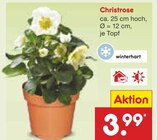 Christrose im Angebot bei Netto Marken-Discount in Seevetal Christrose Angebote bei Netto Marken-Discount Seevetal für 3,99 €