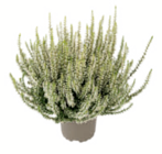Knospenheide Garden Girls bei toom Baumarkt im Prospekt "" für 2,29 €