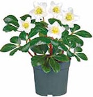 Christrose Christmas Carol Angebote bei Netto mit dem Scottie Pinneberg für 2,99 €