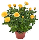 Rose bei Kaufland im Struppen Prospekt für 2,99 €