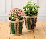 Kalanchoe - Super U à Mulhouse Kalanchoe en promo chez Super U Mulhouse à 4,99 €
