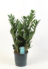 Promo Zamioculcas ECLOZ à 12,99 € dans le catalogue Gamm vert à Loudun