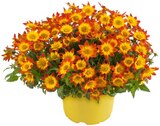 Aktuelle Pfanne Angebote bei REWE in Frankfurt (Main) Aktuelles Zweizahn Angebot bei REWE in Frankfurt (Main) ab 1,99 €