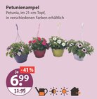 Petunienampel von  im aktuellen V-Markt Prospekt für 6,99 €