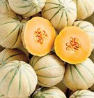 Melon Charentais en promo chez Netto Melon Charentais dans le catalogue Netto