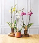 Orchidée 2 tiges en promo chez Super U Quimper à 10,99 €