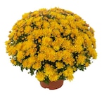 Chrysanthème - Carrefour à Bordeaux Chrysanthème en promo chez Carrefour Bordeaux à 2,89 €