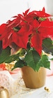 Poinsettia pot 15 cm en promo chez Intermarché Super Cannes à 9,99 €