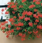 Plants de géranium lierre simple en promo chez Super U Colombes à 6,49 €