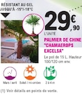 Palmier de chine - CHAMAEROPS EXCELSA en promo chez E.Leclerc Mulhouse à 29,90 €
