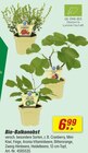 Bio-Balkonobst bei toom Baumarkt im Norden Prospekt für 6,99 €