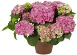 Aktuelles Hortensie Angebot bei REWE in Jena ab 9,99 €