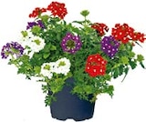 Ampelpflanzen bei Hellweg im Prospekt "" für 9,99 €