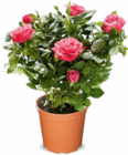 Rosen im Angebot bei Netto Marken-Discount in Dinslaken Rosen Angebote bei Netto Marken-Discount Dinslaken für 2,29 €