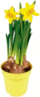 Aktuelle Blumen Angebote bei toom Baumarkt in Jena Aktuelles Narzisse „Tête-à-Tête“ Angebot bei toom Baumarkt in Jena ab 0,99 €