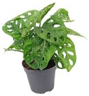 Penny Aue - Fensterblatt Angebot im Prospekt Fensterblatt bei Penny im Aue Prospekt für 3,99 €