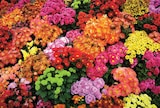 Chrysanthème Pot 12 cm - Intermarché Hyper à Perpignan Chrysanthème Pot 12 cm en promo chez Intermarché Hyper Perpignan à 3,99 €