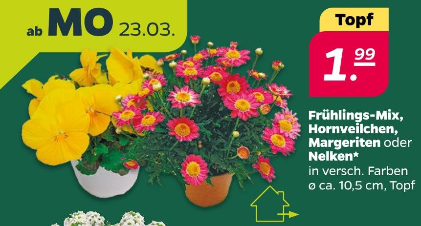 Frühlings-Mix, Hornveilchen, Margeriten oder Nelken