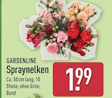 Spraynelken von Gardenline für 1,99 € bei ALDI Nord im Angebot Spraynelken von Gardenline im aktuellen ALDI Nord Prospekt
