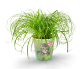 Katzengras im Kaufland Prospekt Katzengras von im aktuellen Kaufland Prospekt fĂŒr 2,49 âŹ