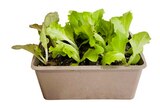 Plants de salades en mélange certifiés ab truffaut - TRUFFAUT - Truffaut Plants de salades en mélange certifiés ab truffaut - TRUFFAUT à 2,49 € dans le catalogue Truffaut