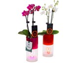 Orchidée LED - Carrefour à La Rochelle Orchidée LED en promo chez Carrefour La Rochelle à 14,99 €