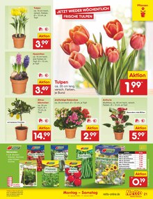 Kräuter im Netto Marken-Discount Prospekt "Aktuelle Angebote" mit 54 Seiten (Bielefeld)