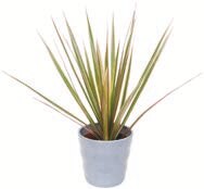 Plantes exotiques - Aldi à Mulhouse Plantes exotiques en promo chez Aldi Mulhouse à 3,49 €