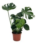 Monstera Deliciosa ECLOZ à Gamm vert dans Eyzahut Monstera Deliciosa ECLOZ à Gamm vert dans Eyzahut