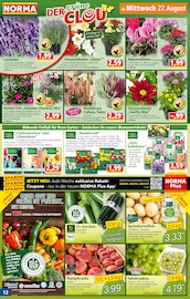 Blumenzwiebeln im Norma Prospekt in Dormagen Aktueller Norma Prospekt mit Blumenzwiebeln, "Mehr fürs Geld", Seite 12
