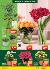 Ähnliche Tulpen Angebote im Prospekt "Aktuelle Angebote" von Netto Marken-Discount in Wilhelmshaven Ähnliche Angebote wie Tulpen im Prospekt "Aktuelle Angebote" auf Seite 11 von Netto Marken-Discount in Wilhelmshaven